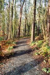 autumn woods