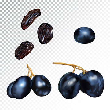 Vector realistic illustration of grape and raisins.