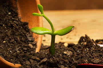 Brote de una planta sobre tierra. Vista defrente. Concepto: Jardineria