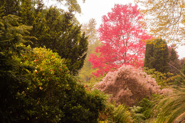 Fototapeta premium Autumn colours in Bath Botanic Gardens. Trees and bushes showing autumnal reds, yellows and greens as October advances in England