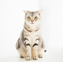 Obraz premium Cute young cat sitting and looking