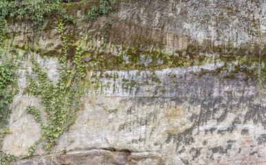 wall and creeper plant