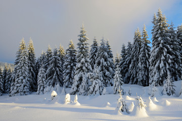 Winter Landscape, Spruce Tree Forest Covered by Snow in the Last Light of the Setting Sun