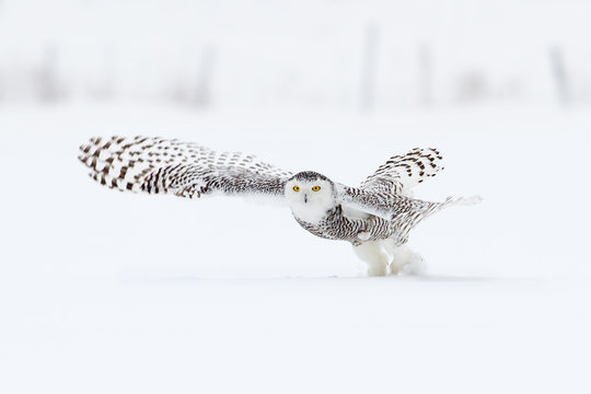 Snowy owl (Bubo scandiacus) hunting over a snow covered field in Ottawa, Canada