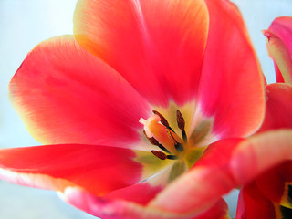 Obraz na płótnie Canvas Beautiful tulip flower