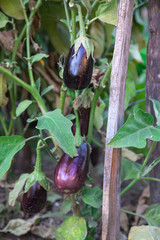 aubergines
