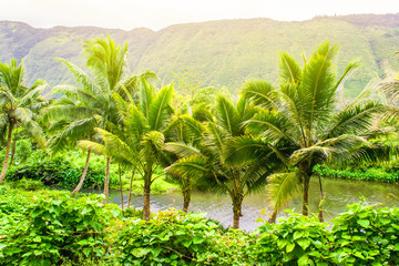 Fototapeta na wymiar Green palms on the banks of the river in Hawaii