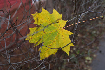 A fallen yellow maple leaf stuck in dry branches in the park in the late fall.