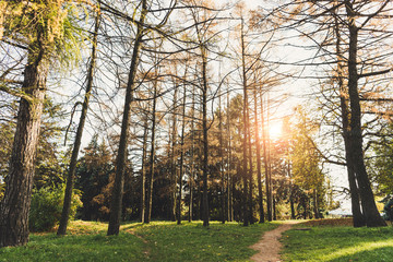 trees in autumn park