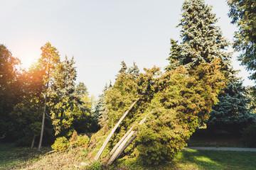 trees in autumn park