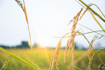 Fototapeta premium green rice on field with sunflare and blue sky, countryside, Thailand
