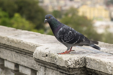 Dettaglio di un piccione su un muro bianco prima che voli. Questi uccelli sono molto comuni nelle città europee dunque sono animali sporchi e portatori di malattie.