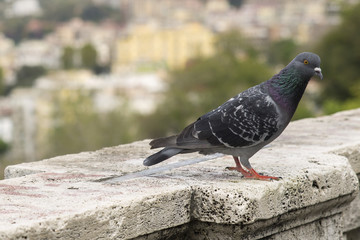Dettaglio di un piccione su un muro bianco prima che voli. Questi uccelli sono molto comuni nelle città europee dunque sono animali sporchi e portatori di malattie.
