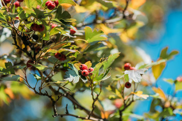 red berries and leaves