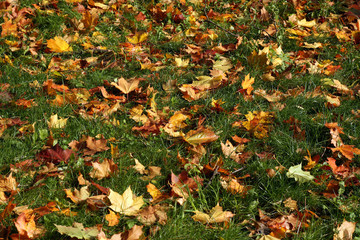 Orange maple leaves on green grass.