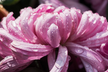 Pink chrysanthemum petals close-up with water drops