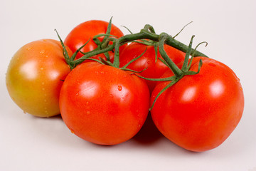 frische Tomaten