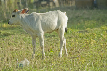 Naklejka na ściany i meble calf at green field
