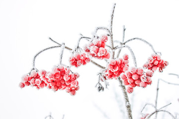 Winter Frozen Viburnum Under Snow. Viburnum In The Snow. First snow. Autumn and snow. Beautiful...