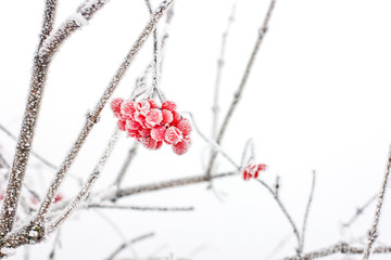 Winter Frozen Viburnum Under Snow. Viburnum In The Snow. First snow. Autumn and snow. Beautiful winter.