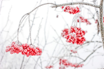 Winter Frozen Viburnum Under Snow. Viburnum In The Snow. First snow. Autumn and snow. Beautiful winter.