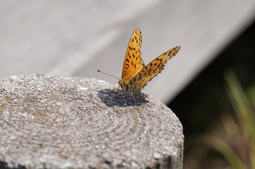 ヒョウモンチョウ