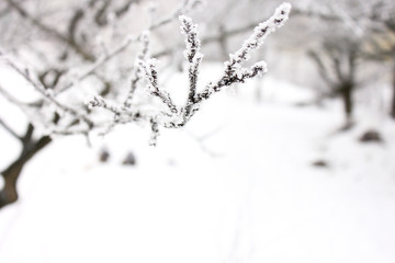 Winter Frozen Viburnum Under Snow. Viburnum In The Snow. First snow. Autumn and snow. Beautiful winter.