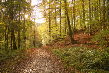 Fototapeta premium Herbstwald