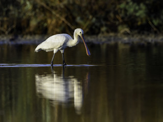 Eurasian Spoonbill in Early Morning Light