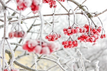 Winter Frozen Viburnum Under Snow. Viburnum In The Snow. First snow. Autumn and snow. Beautiful winter.