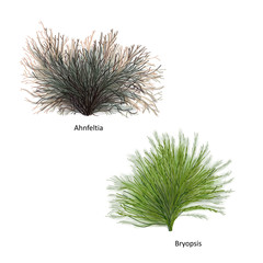 Hand drawn vector illustration of colorful sea weeds: Ahnfeltia and Bryopsis, genus of red and green algae. Isolated set of algae on white background