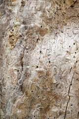 schädlingsbekämpfung