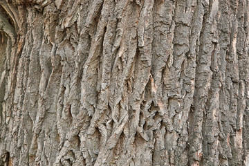 dry tree bark texture background