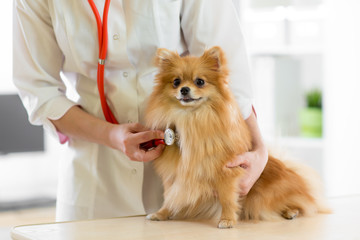 Veterinarian doctor using stethoscope during examination in veterinary clinic. Dog pomeranian Spitz...