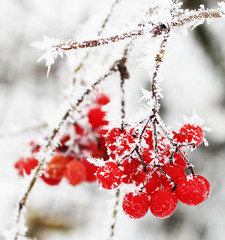 Winter Frozen Viburnum Under Snow. Viburnum In The Snow. First snow. Autumn and snow. Beautiful winter.