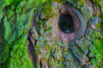A tree with a hollow and moss.