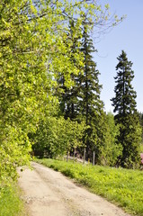 Siberian pine in summer on the road 