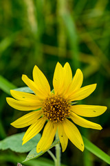 Yellow flower on green background