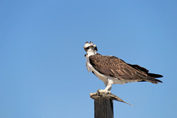 Osprey, Pandion haliaetus bird, Baja California Mexico America