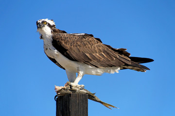 Osprey, Pandion haliaetus bird, Baja California Mexico America