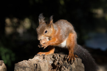 a view of a curious red squirrel