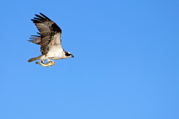 Osprey, Pandion haliaetus bird, Baja California Mexico America