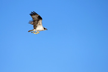 Osprey, Pandion haliaetus bird, Baja California Mexico America