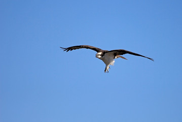 Osprey, Pandion haliaetus bird, Baja California Mexico America