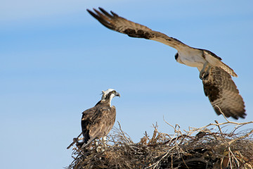 Osprey, Pandion haliaetus bird, Baja California Mexico America
