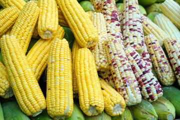 Close up on new picked colorful corns in the harvest season