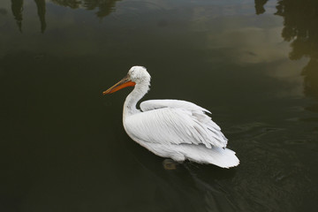 white pelican floating in the lake