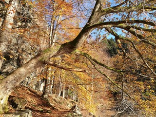 Old oak tree