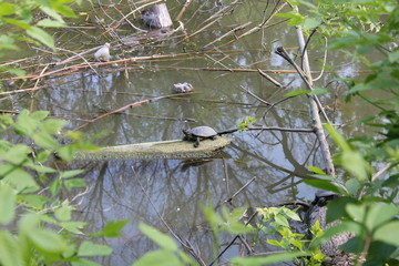 turtle sits on a log in a dirty river