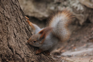 Naklejka na ściany i meble Redhead with a gray squirrel sits on a tree